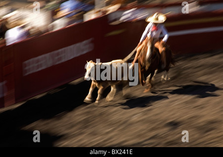 Un messicano Charro detiene un toro dal suo racconto come egli galoppa durante una charreria (equitazione) mostra a Città del Messico, Messico Foto Stock