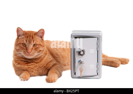 Guardia di Gatto sdraiato vicino al sicuro Foto Stock