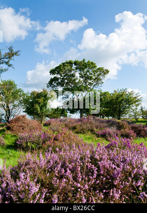 Fioritura heather su Dartmoor Devon UK Foto Stock