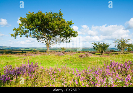 Fioritura heather su Dartmoor Devon UK Foto Stock