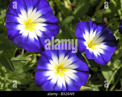 Blossoms Blue botanica pianta rampicante twiners piante rampicanti Colore Colore imbuto paranco paranco Ipomoea Natur Foto Stock