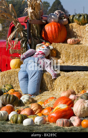 Zucca patch in Fruitland, Idaho, Stati Uniti d'America. Foto Stock