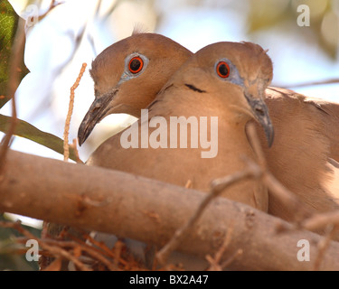 Bianco-winged colombe in lovebird pongono. Foto Stock