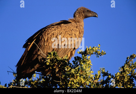 Africa Animali Animali come il mangiatore di uccelli Uccelli cielo blu Etosha National Park PARCO NAZIONALE ETOSHA Gyps Foto Stock