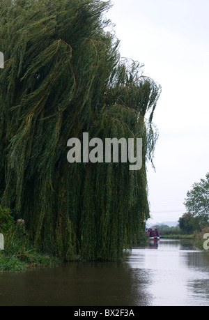Ritratto di salice piangente albero al vento sul bordo delle vie navigabili/Canale/fiume Foto Stock