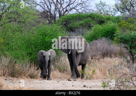 Un elefante africano di vacca e un vitello nel selvaggio. Parco Nazionale di Kruger, Sud Africa. Foto Stock