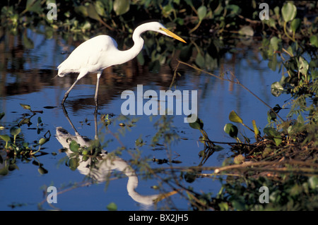 Grande airone bianco Egretta alba Pantanal Sud di Cuiaba Mato Grosso Brasile America del Sud uccello animale Foto Stock