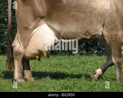 Dettaglio di mucca latte di mammella il latte di vacca brown bestiame bovini agricoltura economia latte di animali Foto Stock