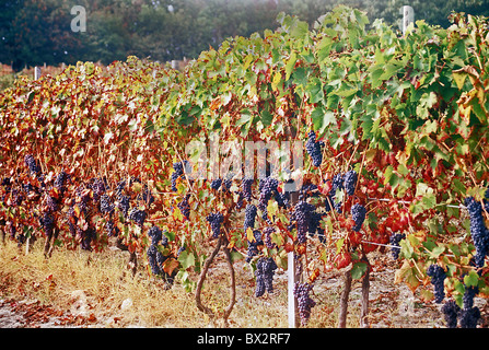 L'uva Freisa uva da vino germogli Italia Europa Piemonte Asti Albugnano Monferrato Abbazia di Vezzolano Foto Stock