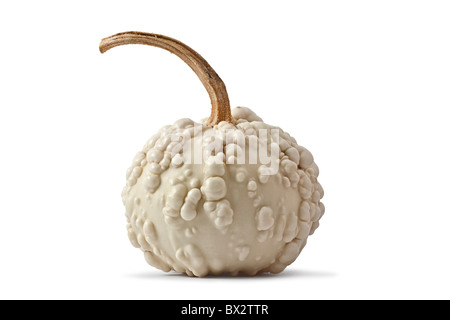 Un bianco zucca (Cucurbita pepo var. verrucosa) fotografato in studio su uno sfondo bianco. Foto Stock