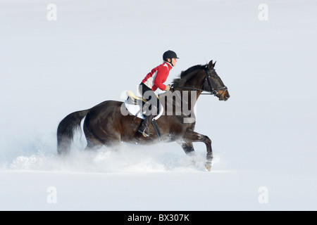 Giovane pilota al galoppo sul dorso di un cavallo bavarese attraverso la neve profonda nella Baviera meridionale (Germania) Foto Stock