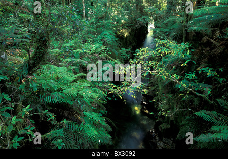 Vicino Urewera parco nazionale di paesaggio Isola del nord la foresta pluviale di Northland canyon Te Whaiti nui un toi Whirinaki Foto Stock