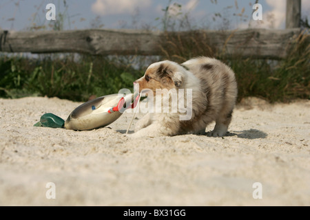 Pastore australiano cucciolo Foto Stock