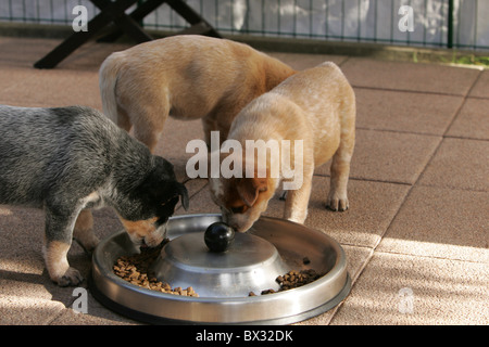 Miniature pinscher cuccioli Foto Stock