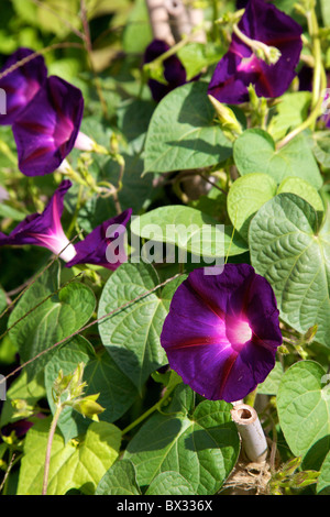 Gloria di mattina viola porpora Convolvulaceae Pharbitis viola vine genere Ipomoea crescendo in un giardino, Loire, Francia nel mese di agosto Foto Stock