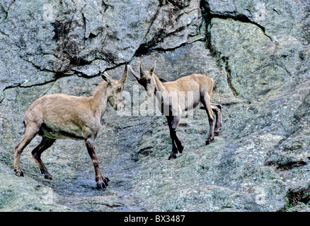 Capricorno Alpine Germania Europa Foresta Nera Capra ibex ibex Capricorno Germania Europa Foresta Nera animali un Foto Stock