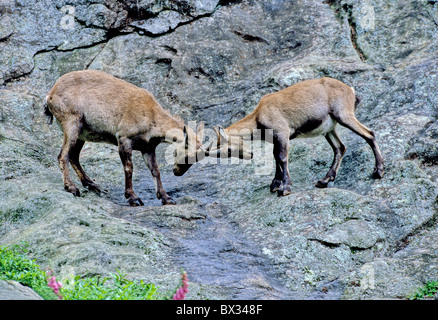 Capricorno Alpine Germania Europa Foresta Nera Capra ibex ibex Capricorno Germania Europa Foresta Nera animali un Foto Stock