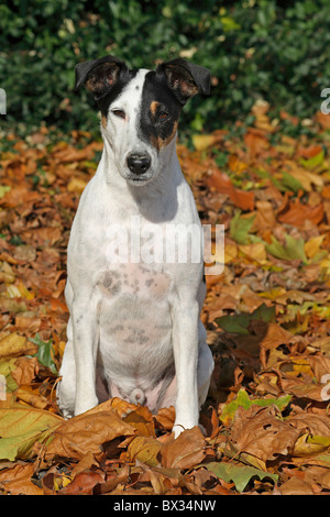 Liscia con capelli Fox Terrier cane - seduta di fogliame Foto Stock