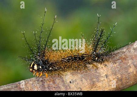 Colorato 'Saturniidae' caterpillar da ecuador's rainforest Foto Stock