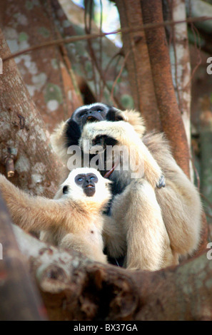 White gibbons bambino con sua madre. Foto Stock