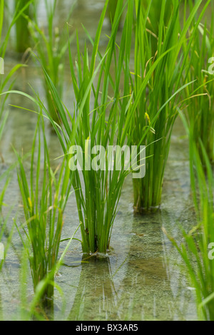 Campo di riso in fase precoce Foto Stock