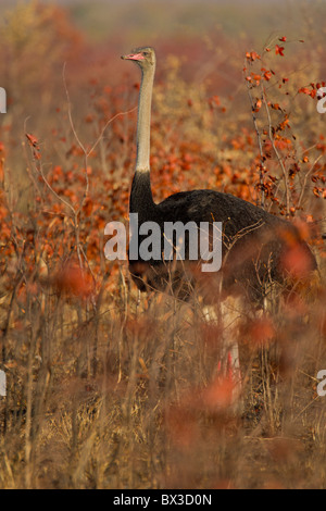 Ritratto di un maschio (struzzo Struthio camelus) nella boccola. La foto è stata scattata nel Parco Nazionale di Kruger, Sud Africa. Foto Stock