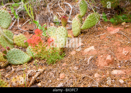 Blooming ficodindia cactus