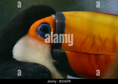 Riesentukan - Ramphastos toco | Toco Toucan- Ramphastos toco Foto Stock