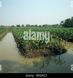 Il mais o granoturco raccolto sollevata sul letto di verdure con acqua canal, vicino a Bangkok Foto Stock