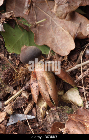 Earthstar arcuata fungo / earthstar acrobatico (Geastrum fornicatum) un immangiabile specie di funghi in famiglia Geastraceae REGNO UNITO Foto Stock