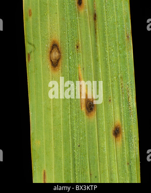 Macchia marrone scuro (Cochliobolus miyabeanus) macchie di foglia su foglie di riso Foto Stock