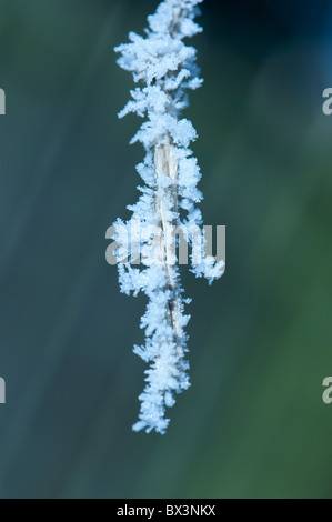 Un pezzo di filo ricoperto di gelo invernale. Foto Stock