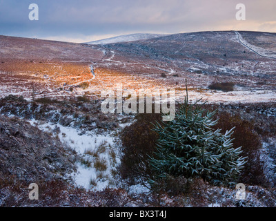 Un albero di Natale di Abete Norway che cresce sulla punta Warren nel Dartmoor National Park, Devon, Inghilterra. Nella distanza è Hameldown Tor. Foto Stock