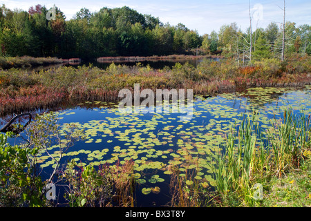 Wetland habitat con vegetazione acquatica vicino Cadillac, Michigan, Stati Uniti d'America. Foto Stock