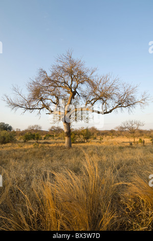 Punda Maria Parco Nazionale Kruger Sud Africa Foto Stock