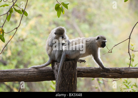 Le scimmie Vervet Chlorocebus pygerythrus Parco Nazionale Kruger Sud Africa Foto Stock