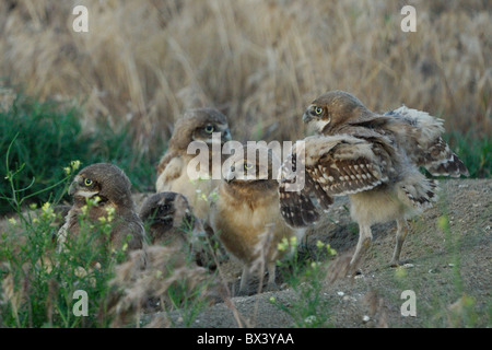 Scavando la civetta (Athene cunicularia) Foto Stock