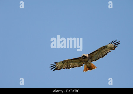 Red-tailed hawk (Buteo jamaicensis), in bilico Foto Stock