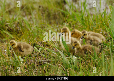 Oche del Canada (Branta canadensis), goslings Foto Stock