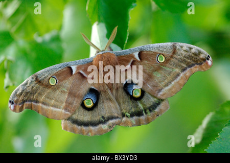 Polifemo falena (Antheraea polyphemus) Foto Stock