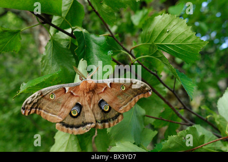 Polifemo falena (Antheraea polyphemus) Foto Stock