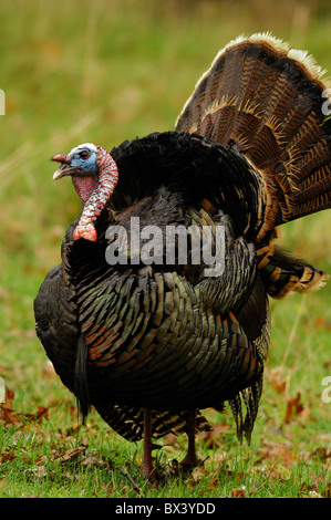 Il tacchino selvatico (Meleagris galopavo) Foto Stock