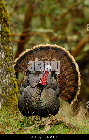 Il tacchino selvatico (Meleagris galopavo) Foto Stock