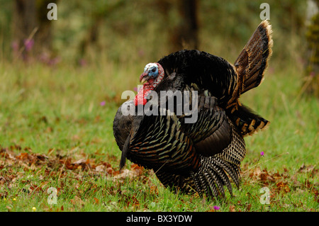 Il tacchino selvatico (Meleagris galopavo) Foto Stock