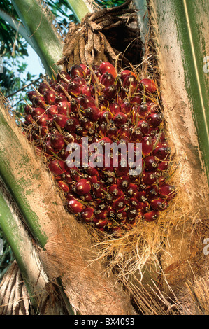 Olio di palma di baccelli closeup, piantagione. Malaysia Foto Stock