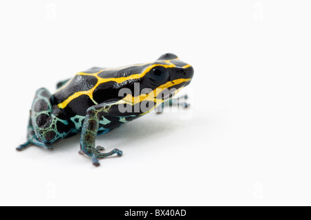 Nero, giallo e blu Poison Dart (Rana Dendrobates Ventrimaculatus) Foto Stock