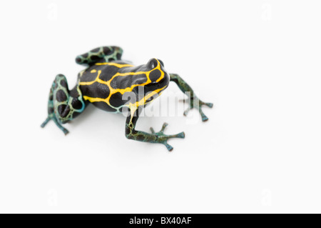 Nero, giallo e blu Poison Dart (Rana Dendrobates Ventrimaculatus) Foto Stock