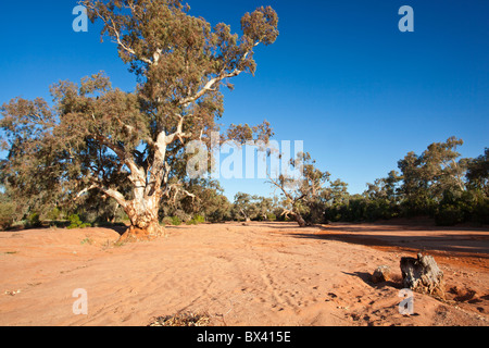 Fiume Red Gums in un letto asciutto del fiume a Silverton, vicino a Broken Hill, Nuovo Galles del Sud Foto Stock