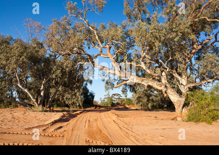 Fiume Red Gums e una pista di sabbia attraverso il letto asciutto del fiume a Silverton, vicino a Broken Hill, Nuovo Galles del Sud Foto Stock