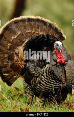 Il tacchino selvatico (Meleagris galopavo) Foto Stock